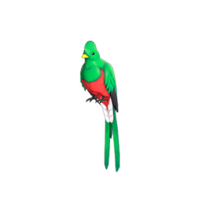 Quizzical Quetzal